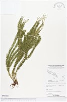 藏品(垂枝石松、垂枝馬尾杉)的圖片