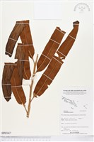 藏品(鹵蕨)的圖片