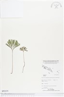 藏品()的圖片