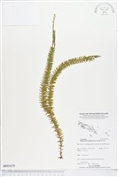 藏品(垂枝石松)的圖片