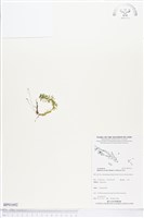 藏品(蛇足石杉、千層塔)的圖片