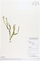 藏品()的圖片