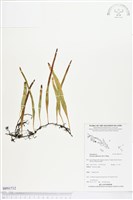 藏品(抱樹石葦)的圖片