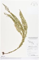 藏品(垂枝石松)的圖片