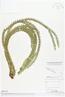 藏品(覆葉石松、覆葉馬尾杉)的圖片