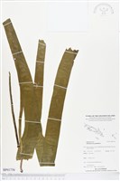 藏品(帶狀瓶爾小草)的圖片