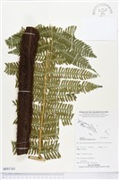 藏品(黃腺羽蕨)的圖片