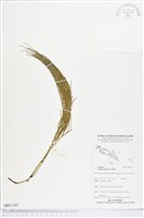 藏品(松葉蕨)的圖片