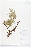 藏品(陰石蕨)的圖片