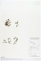 藏品(團扇蕨)的圖片