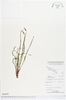 藏品(莎草蕨)的圖片