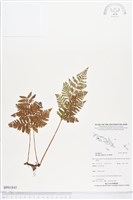 藏品(陰石蕨、陰地蕨)的圖片