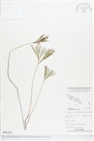 藏品(分枝莎草蕨)的圖片