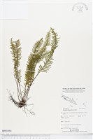 藏品(穴子蕨)的圖片