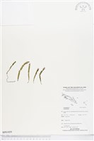 藏品()的圖片