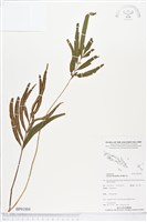 藏品(竹葉蕨)的圖片