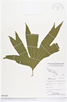 藏品(雙扇蕨)的圖片