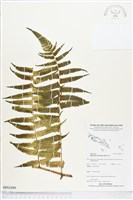 藏品(過溝菜蕨)的圖片