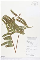 藏品(腎蕨)的圖片