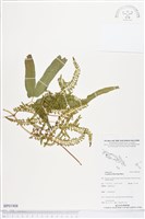 藏品()的圖片