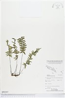 藏品(單邊鐵角蕨)的圖片