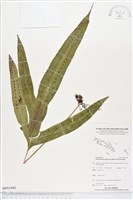 藏品(薄葉擬茀蕨)的圖片