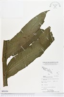藏品(翅柄三叉蕨)的圖片