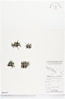 藏品(柯氏假脈蕨、假脈蕨)的圖片