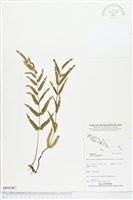 藏品(箭葉鱗始蕨)的圖片