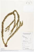 藏品(垂枝石松、垂枝馬尾杉)的圖片