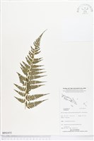 藏品()的圖片