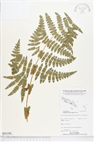 藏品(栗蕨)的圖片