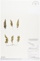 藏品(南洋厚壁蕨)的圖片