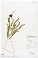 藏品(竹葉蕨)的圖片