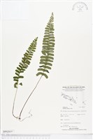 藏品(鈍齒鱗始蕨)的圖片