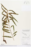 藏品(棱脈蕨)的圖片