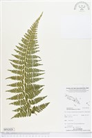 藏品(熱帶鱗蓋蕨)的圖片