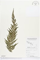 藏品(大金星蕨)的圖片