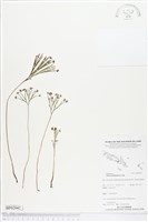 藏品(分枝莎草蕨)的圖片