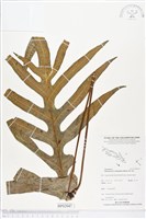 藏品(海岸擬茀蕨、海岸星蕨)的圖片