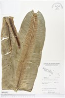 藏品(臺灣山蘇花)的圖片