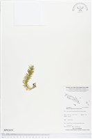 藏品(杉葉石松、展葉馬尾杉)的圖片