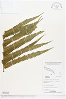 藏品()的圖片