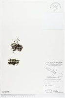 藏品(團扇蕨)的圖片