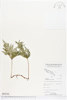 藏品(陰石蕨、陰地蕨)的圖片