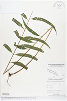 藏品(棱脈蕨)的圖片