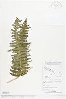 藏品(溪鳳尾蕨)的圖片