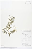 藏品(過山龍)的圖片