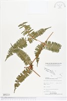 藏品(芒萁)的圖片