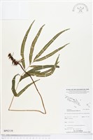 藏品(竹葉蕨)的圖片